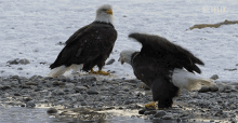 eagles eagle eagle fishing hunting our planet