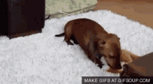Wiener Dog - Wiener GIF - Wiener Wiener Dog Dog GIFs