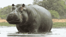 Hippo Animal GIF - Hippo Animal GIFs