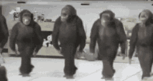 Dancing Monkeys GIF - Dancing Monkeys Chimpanzee GIFs