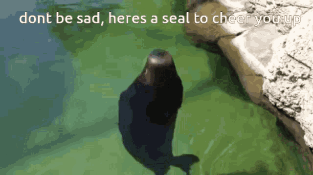 Seal Cute GIF - Seal Cute Spin GIFs