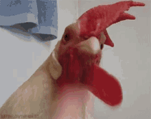 Chicken Flap GIF - Chicken Flap Finger GIFs