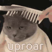 Uproar Cat GIF - Uproar Cat Haircut GIFs