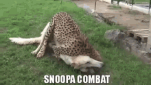 Big Snoopa Combat GIF - Big Snoopa Combat Dog Combat GIFs