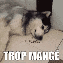 Trop Mangé GIF - Trop Mangé GIFs