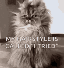 hair cat kitten cute messy hair
