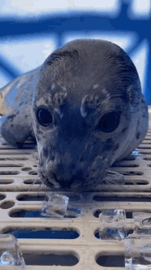 Not This One Marine Mammal Rescue GIF - Not This One Marine Mammal Rescue Baby Seal GIFs