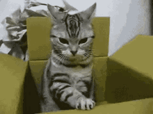 Cat In Box Cute GIF - Cat In Box Cute GIFs