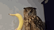 yoll owl
