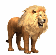 lion wild roar rawr animated