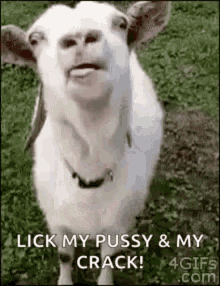 Goat Yum GIF - Goat Yum Lick My Pussy My Crack GIFs