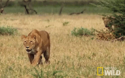 Hunting In Pairs GIF - Savage Kingdom Savage Kingdom Gi Fs Wild Animals GIFs