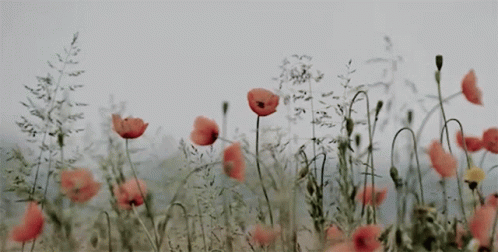 remembrance-day-poppies.gif