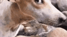 Jisung Dog Dog Side Eye GIF - Jisung Dog Dog Side Eye Jisung Side Eye GIFs