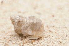 Hermit Crab GIF - Hermit Hermit Crab Shell GIFs