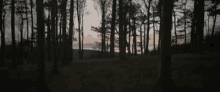 A Trip Through The Woods GIF - Relax Nature Woods GIFs