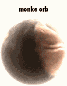 monkey orb