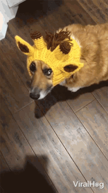 costume viralhog cute dog pikachu costume