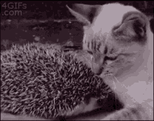 cat hedgehog