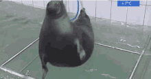 Seal Jump GIF - Seal Jump Angry GIFs