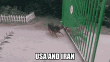 Usa And Iran Dogs GIF - Usa And Iran Dogs Motorized GIFs