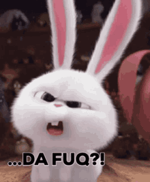 Bunny Confused GIF - Bunny Confused Confused Bunny GIFs
