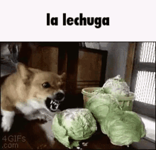 Wholesome Lettuce GIF - Wholesome Lettuce Epic GIFs