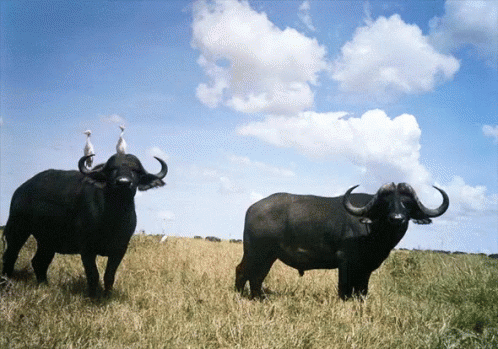 frakobling I hele verden Overveje Buffalo GIF - African Buffalo - Discover & Share GIFs