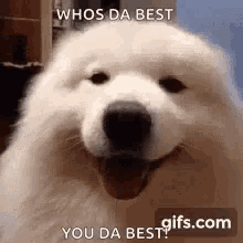dog eye wink youre the best dog eye wink youre the best
