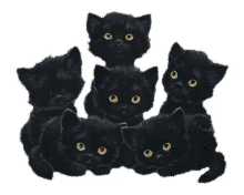 cat kitten kitty black cats blinking