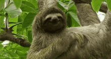 Sloth GIF - Sloths Funny Sloth GIFs