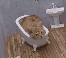 kattarshians cat bathtub
