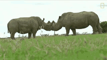 Muah White Rhinos Are Nearly Extinct GIF - Muah White Rhinos Are Nearly Extinct But This Test Tube Embryo May Help Save Them GIFs