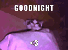 Spiritus Goodnight GIF - Spiritus Goodnight Cat GIFs