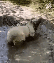 Muddy Dog Dog Shaking Off Mud GIF - Muddy Dog Dog Shaking Off Mud Cute GIFs