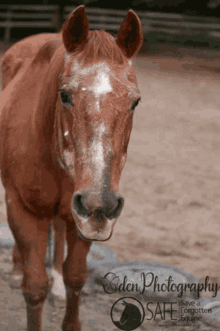 save a forgotten equine safe horse snow no snow save a forgotten equine safe horse snow no snow
