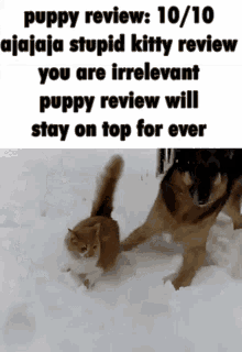 puppy review dog review review kitty review cat review