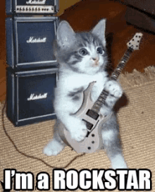 I'M A Rockstar GIF - Rockstar Guitar Cat GIFs