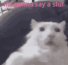 Cat Meme GIF - Cat Meme Edgy GIFs
