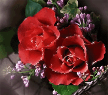 Floral Roses GIF - Floral Roses Shiny GIFs