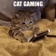 Cat Gaming GIF - Cat Gaming GIFs