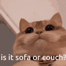 Sofa Couch GIF - Sofa Couch Cat GIFs