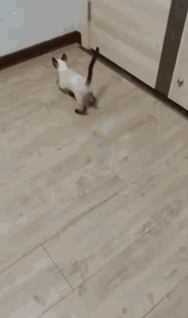 kitten climbing wall