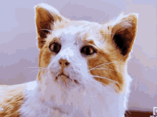 Cat Stuffed Cat GIF - Cat Stuffed Cat Hartz Und Herzlich GIFs