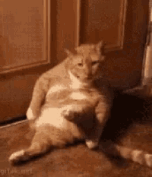 Cat Scratch GIF - Cat Scratch Butthole GIFs