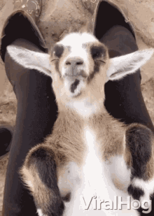 Baby Nigerian Dwarf Goat Napping GIF - Baby Nigerian Dwarf Goat Napping Baby Nigerian Dwarf Goat Napping GIFs
