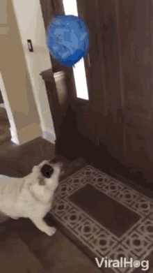 pug playing balloon jump hop