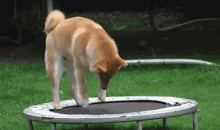 shiba shiba