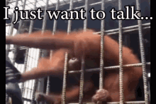 I Just Want To Talk Orangutan GIF - I Just Want To Talk Orangutan Orangutan Attack GIFs