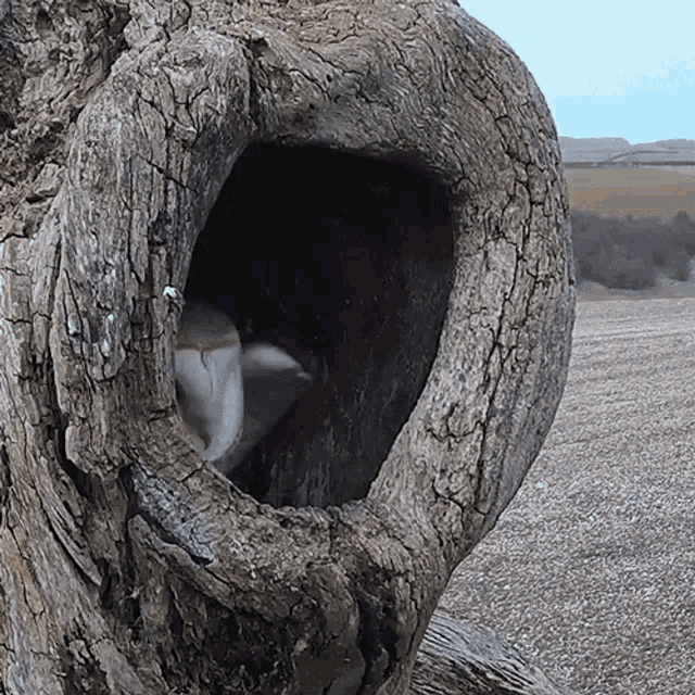 Getting Out Of The Nest Barn Owl GIF Getting Out Of The Nest Barn Owl